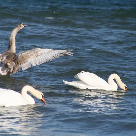 Hotelanlage Tarnewitzer Hof Boltenhagen (Ostseebad)
